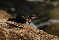 David Plant Photography - Wildlife Photography - Turnstone - N